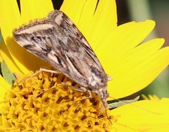 Loxostege cereralis