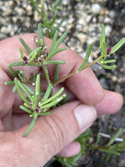 Portulaca