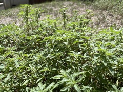 Amaranthus albus