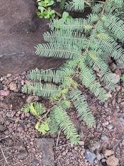 Vachellia macracantha