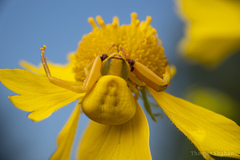 Misumenoides formosipes