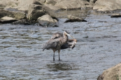 Ardea herodias