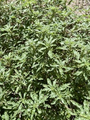 Amaranthus albus