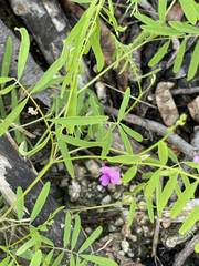 Tephrosia vicioides