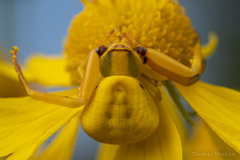 Misumenoides formosipes