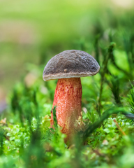 Xerocomellus pruinatus