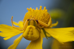 Misumenoides formosipes