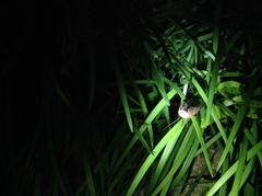 Eupolyphaga sinensis