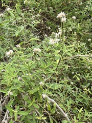 Alternanthera porrigens