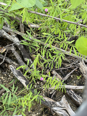 Tephrosia vicioides