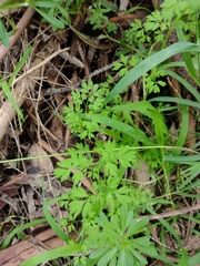 Fumaria