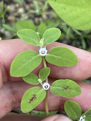 Euphorbia pediculifera