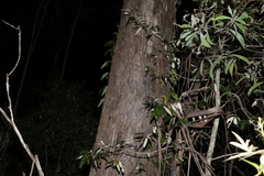 Eucalyptus moluccana