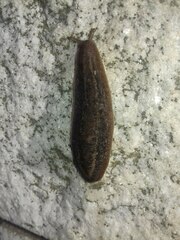 Phyllocaulis soleiformis