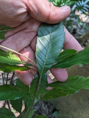 Lithocarpus konishii