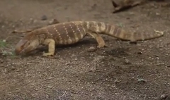Varanus albigularis microstictus