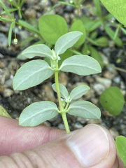 Euphorbia pediculifera