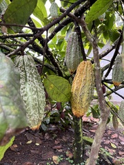 Theobroma cacao
