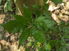 Lithocarpus konishii