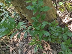 Lithocarpus konishii