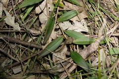 Eremophila debilis