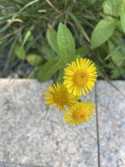 Inula japonica
