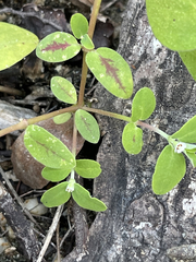 Euphorbia pediculifera