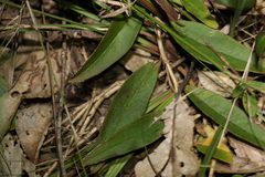 Eremophila debilis