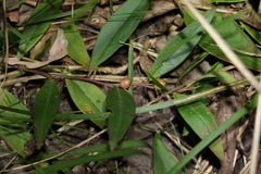 Eremophila debilis