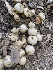 Apioperdon