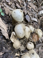 Apioperdon