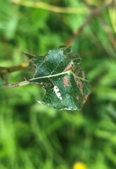 Empoa gillettei