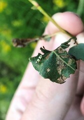 Empoa gillettei