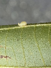 Caryomyia eumaris