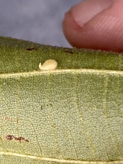 Caryomyia eumaris