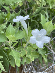 Ruellia leucantha
