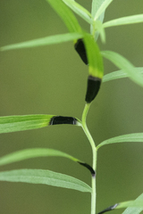 Asteromyia euthamiae