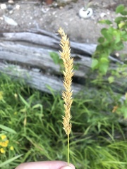 Calamagrostis stricta