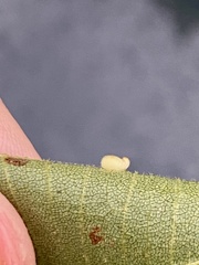 Caryomyia eumaris