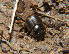 Onthophagus striatulus