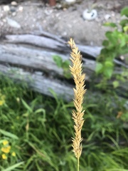 Calamagrostis stricta