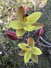 Thelymitra antennifera