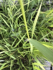 Calamagrostis stricta