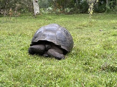 Chelonoidis niger porteri