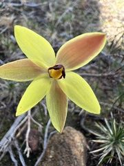 Thelymitra antennifera