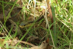 Thamnophis sirtalis pallidulus