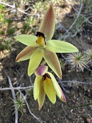 Thelymitra antennifera