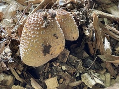 Coprinellus domesticus