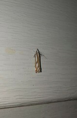 Catoptria latiradiellus