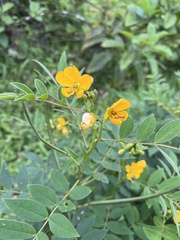 Senna occidentalis